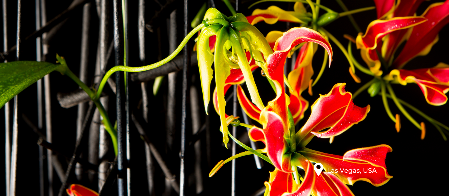 GLORIOSA 'Tomas De Bruyne'