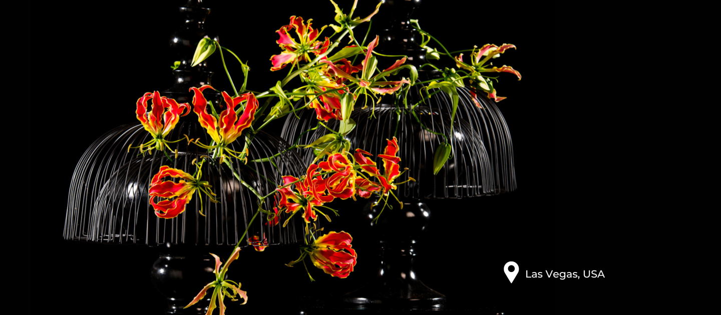 GLORIOSA 'Tomas De Bruyne'