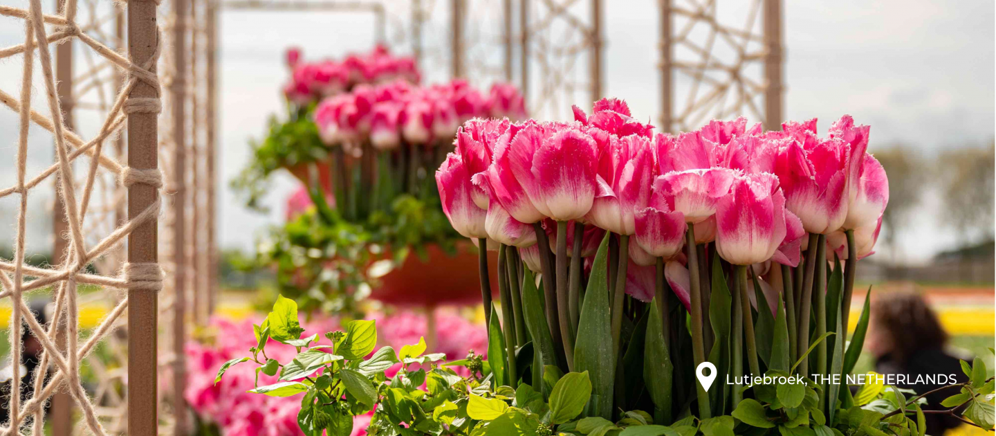 TULIP 'Tomas De Bruyne'