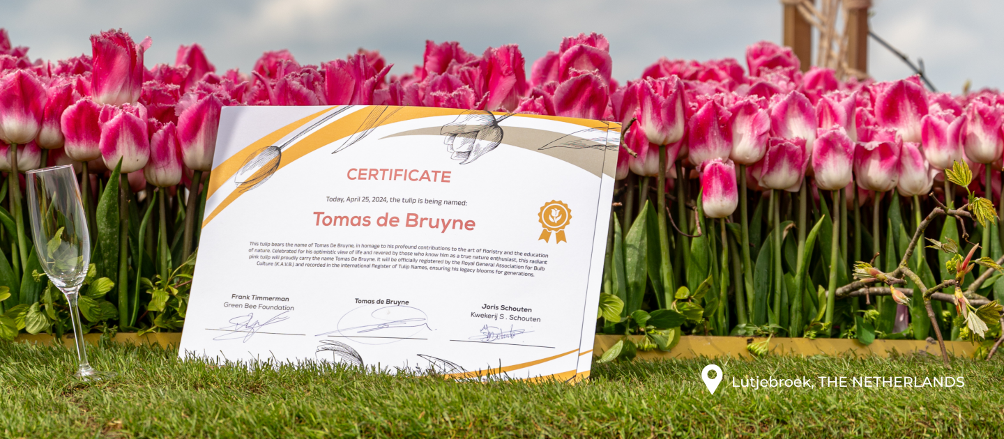 TULIP 'Tomas De Bruyne'